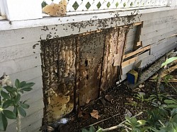 Bees at eave