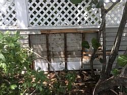 Bees in wall