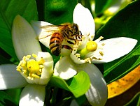 Bee on bloom